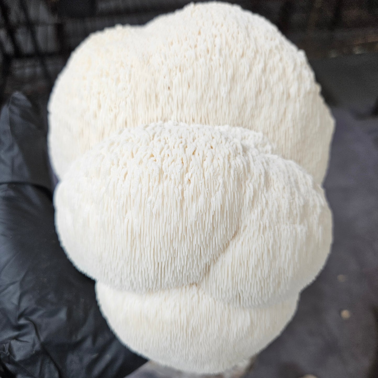 Lion's Mane Extract