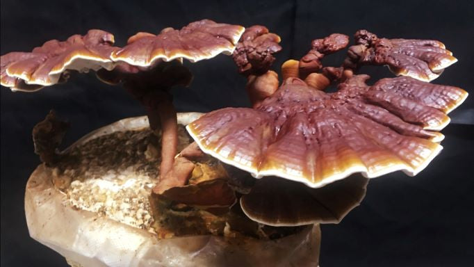 Agar Plate Culture
