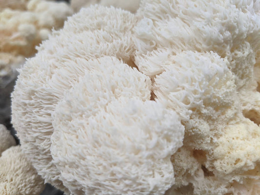 Mushrooms: "That's a mushroom?!"