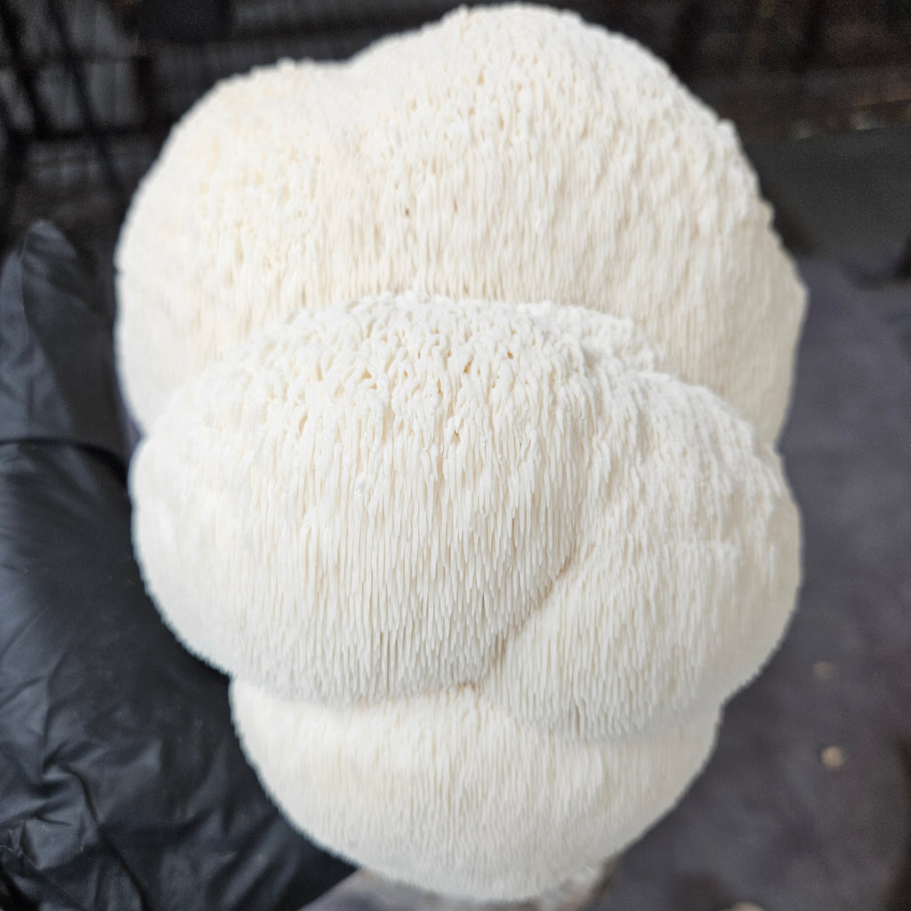 Lion's Mane Extract