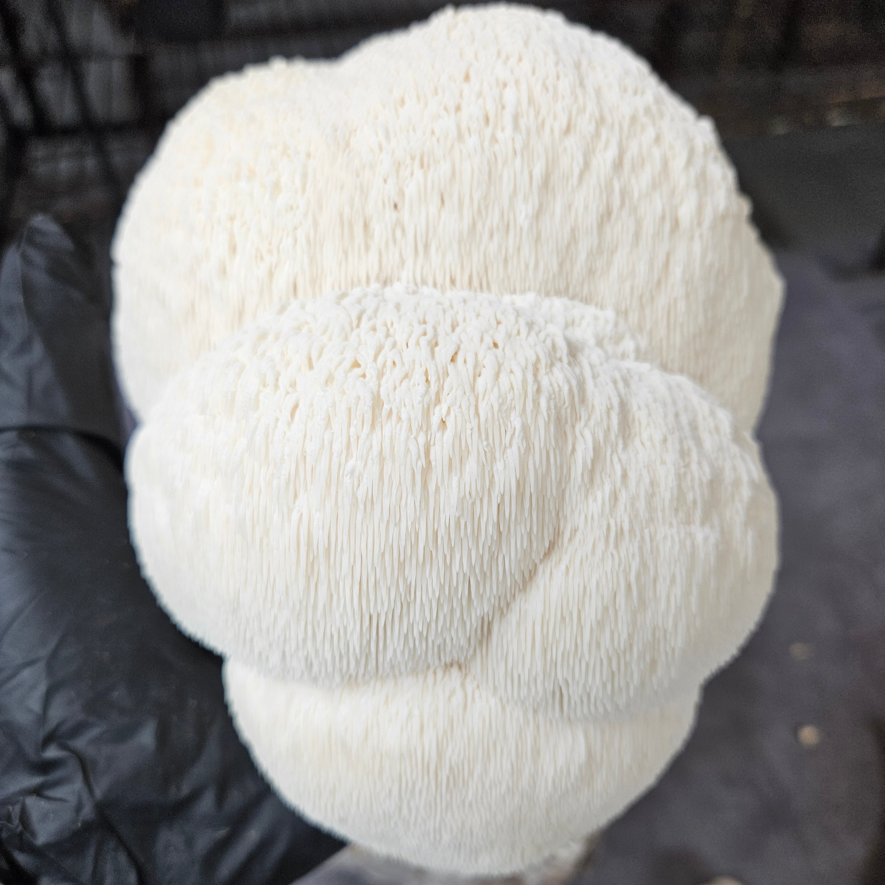 Lion's Mane Extract